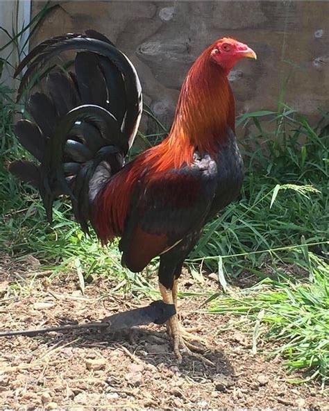 After 60 odd yrs with battling <b>Clarets</b> in the hole almost everywhere in the globe, if they werent winning <b>gamefowl</b> they. . Best claret gamefowl breeder
